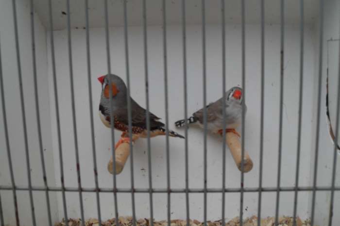 vele tropische vogeltjes