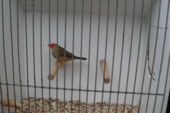 vele tropische vogeltjes