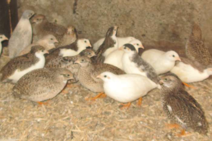 chinese dwergkwartels