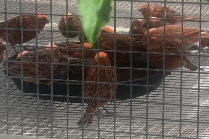 koppels rode lizards