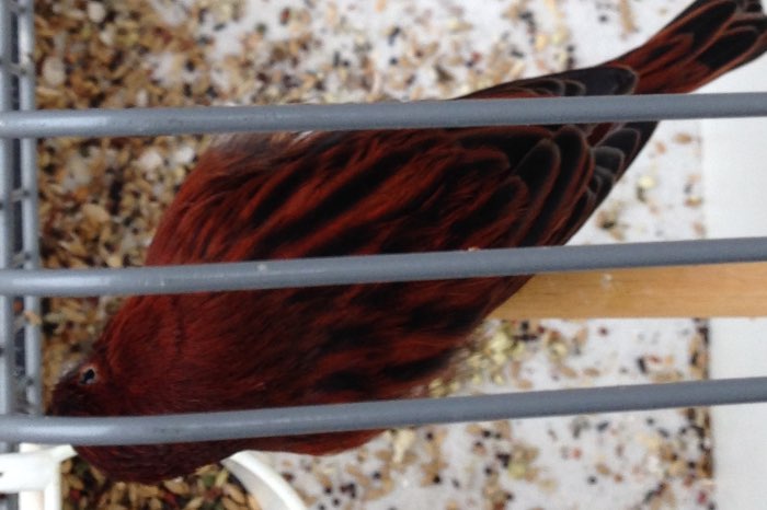 koppels zwart kobalt rood en zwart rood