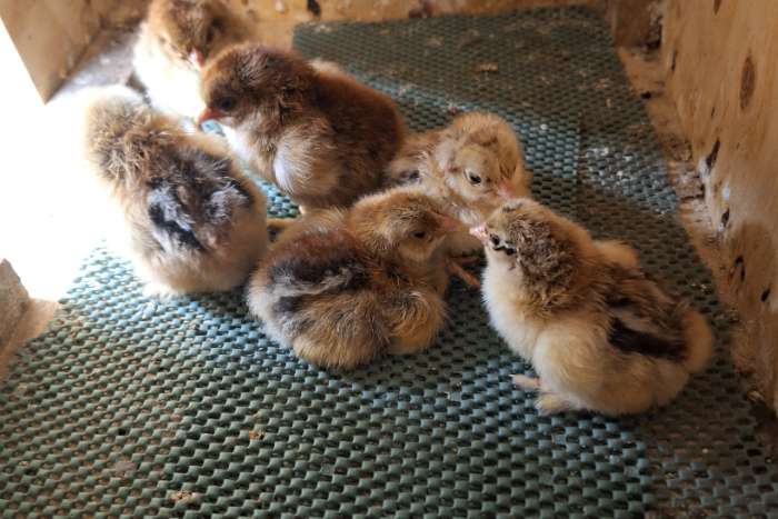 opfokkast / kunstmoeder