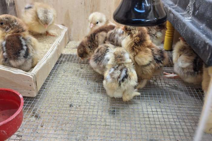 opfokkast / kunstmoeder