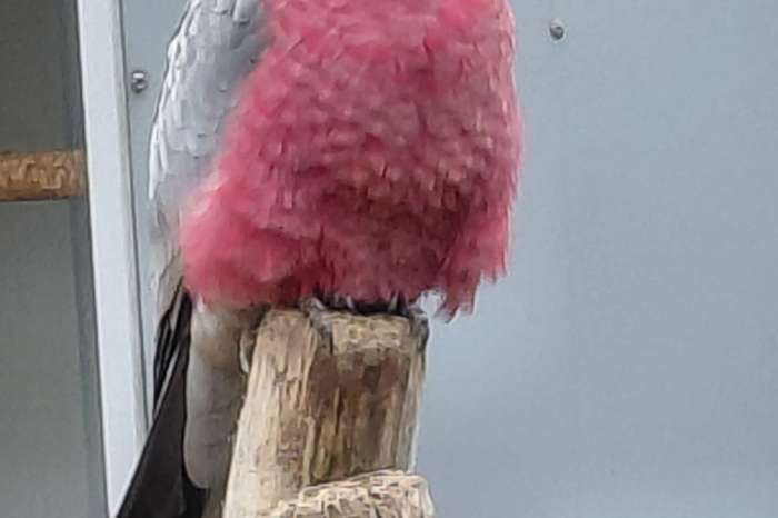 kweekman rosè kaketoe.