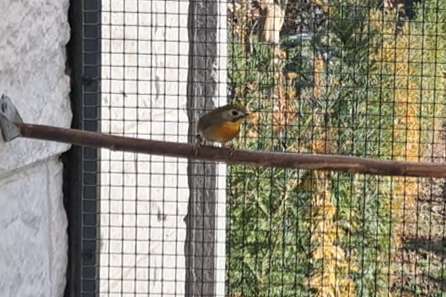 japanse nachtegaal pop