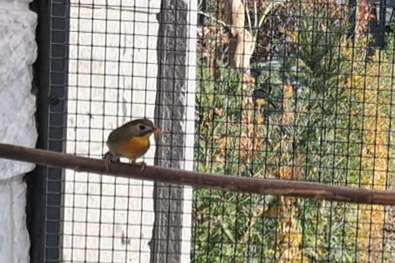 japanse nachtegaal pop