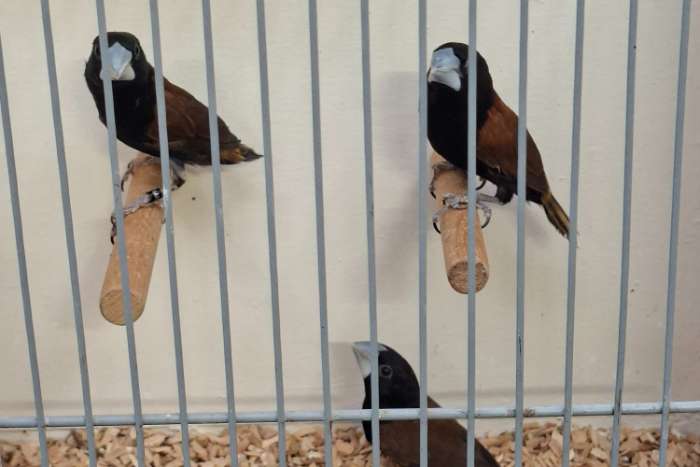 grandis of diksnavel non