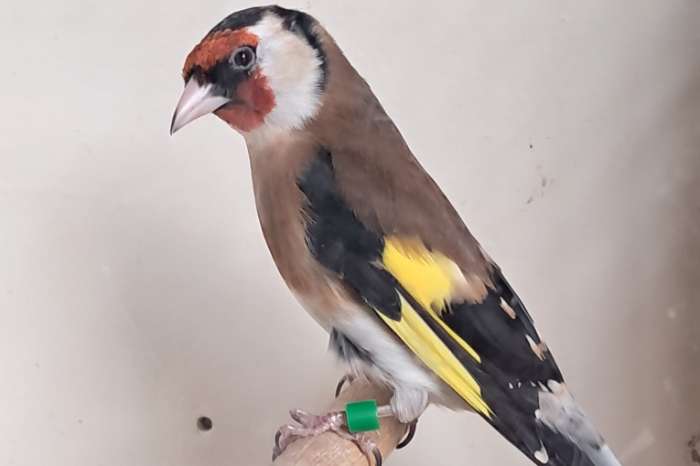 2x koppel kleine putter, bloemputters