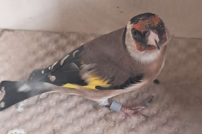 2x koppel kleine putter, bloemputters