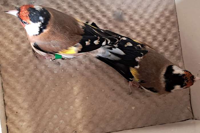 2x koppel kleine putter, bloemputters