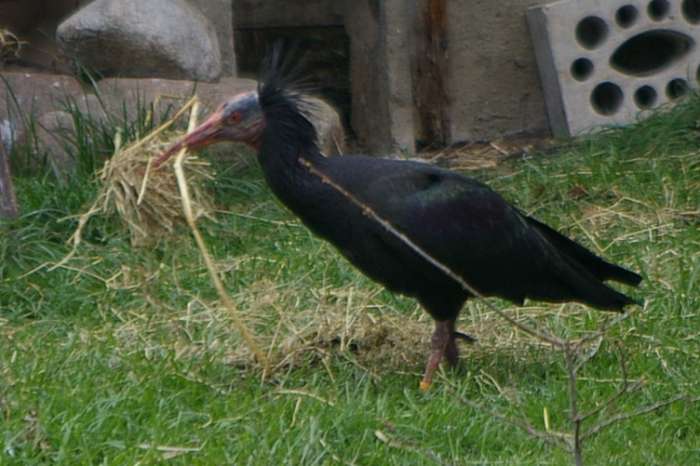 waldrapp, geronticus eremita, nothern bald ibis,