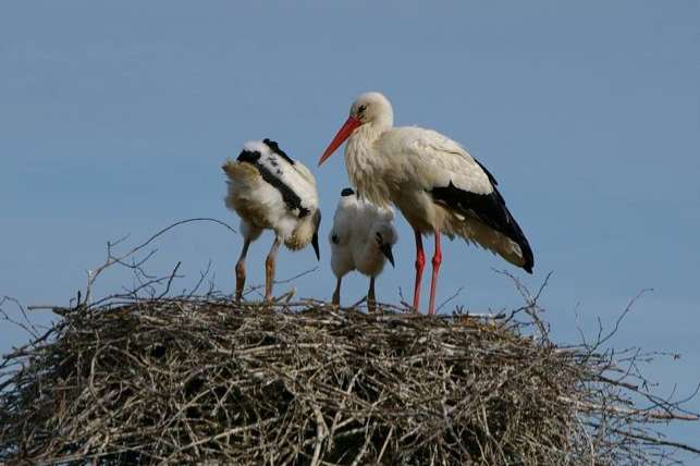 weißstorch (ciconia ciconia), storch, stork, white stork