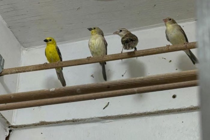 3-3 bruinrug goudmus