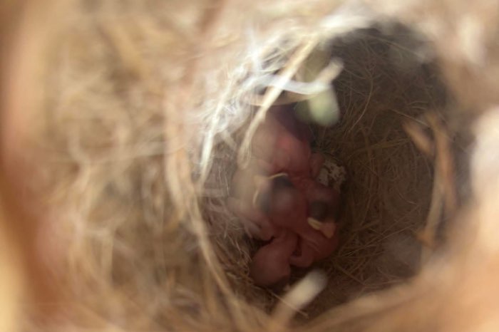 3-3 bruinrug goudmus