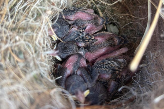 3-3 bruinrug goudmus