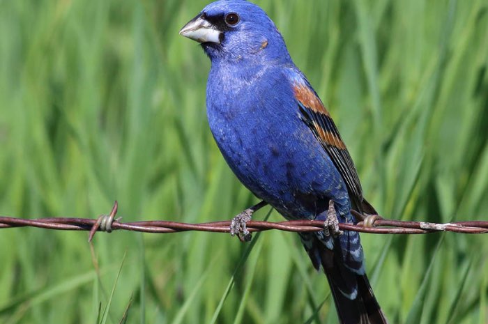 gezocht man noord amerikaanse bishop of ruilen pop