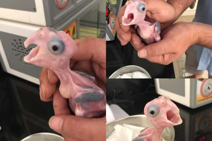 probosciger aterrimus