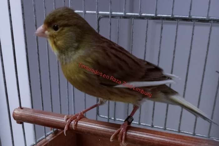 timbrado original (classico) enkele mannen