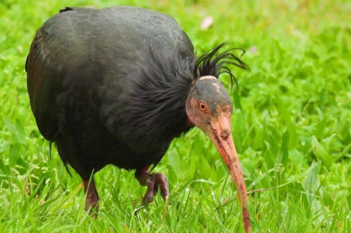 northern bald ibis