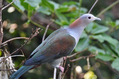 2-2 groene muskaatduif (ducula aenea paulina)