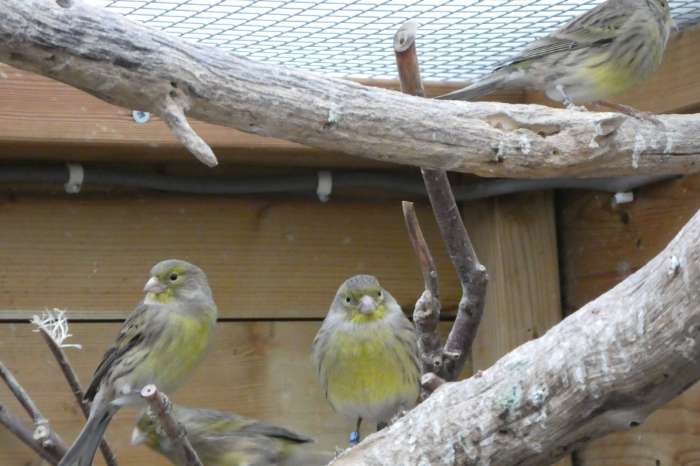 wilde kanarie (serinus canaria )