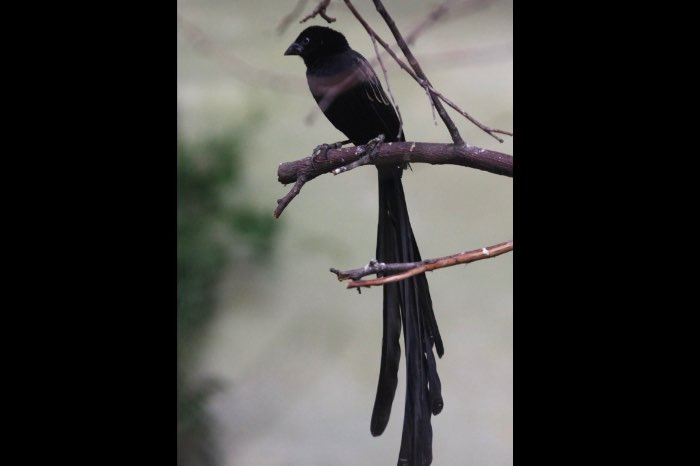 5-3 roodkeel widavink poppen met dna (euplectes ardens concolor)