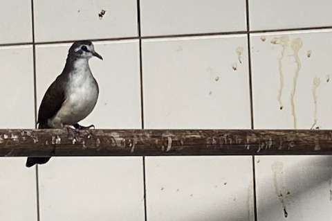 doffer tamboerijn duif