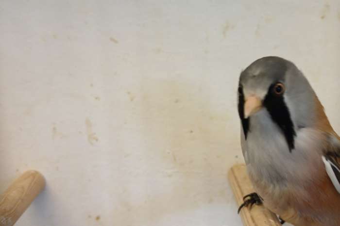 2-0 baardmannen 2024/2025