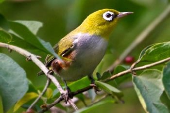 roodflank brilvogel man gezocht