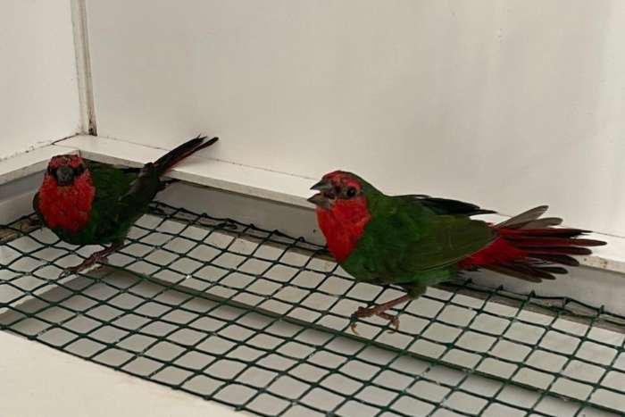 roodkoppapegaaiamadine mannen