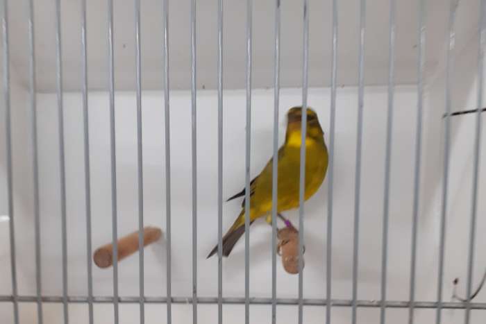 zwavelgele dikbekcini  2 mannen