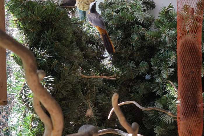 1-1 schubkop lawaaimakers