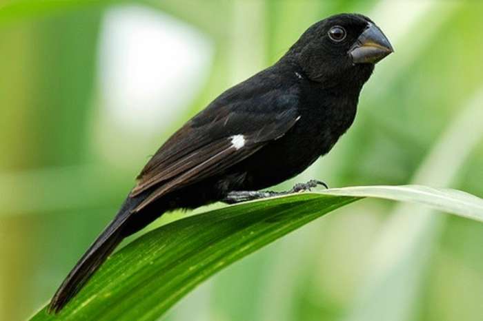 twa twa’s 216 – 20 kg