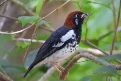 kastanjekop lijster pop (zoothera interpres)