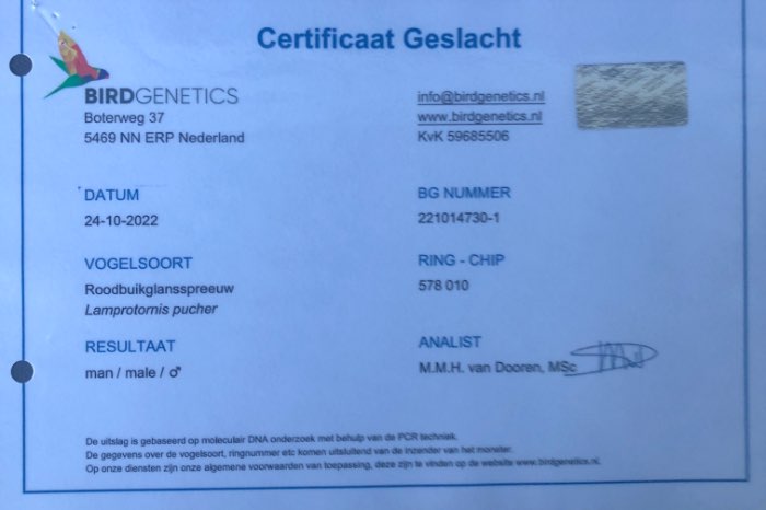 roodbuik glansspreeuwen 2022 lamprotornis pulcher