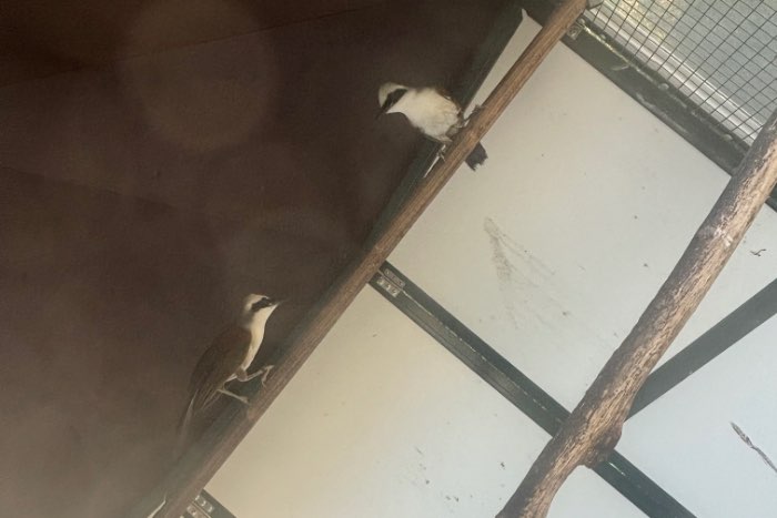 koppel witkuif gaailijster