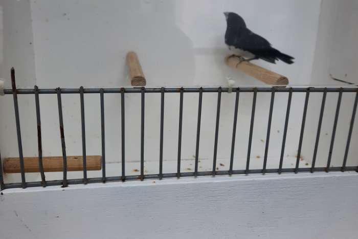 aangeboden glansekstertje