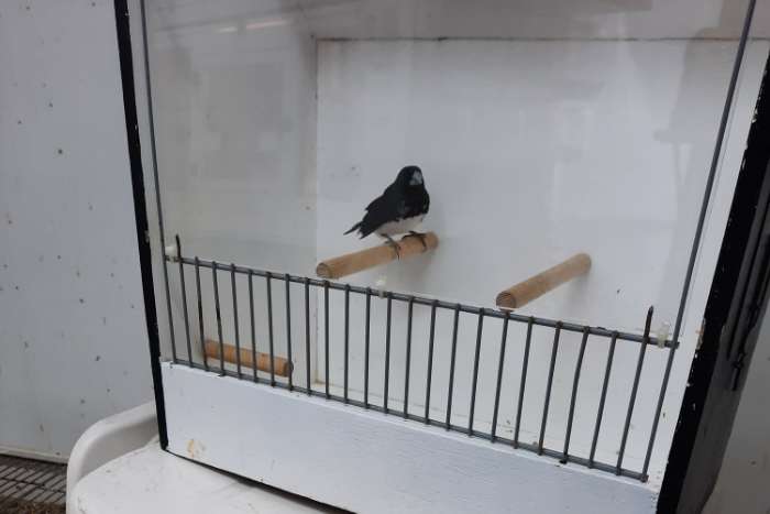 aangeboden glansekstertje