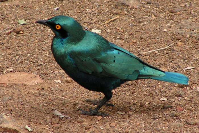 gezocht 1-1 grote blauwoorglanspreeuw(lamprotornis chalybaeus)
