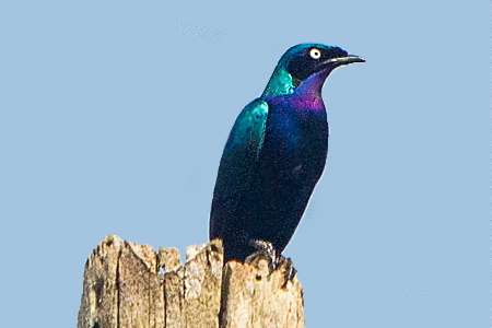 gezocht 1-1 prachtglansspreeuw (lamprotornis splendidus)