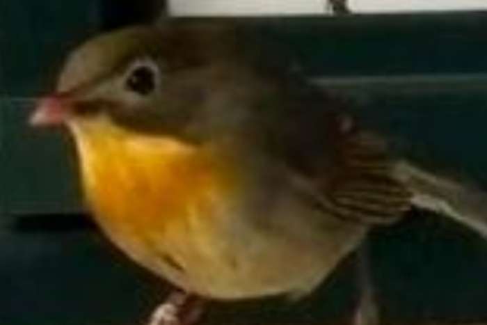 japanse nachtegaal  pop