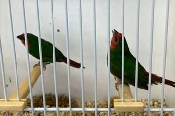 roodkoppapegaaiamadine