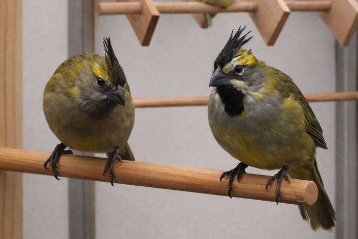 0-1 groene kardinaal 2025