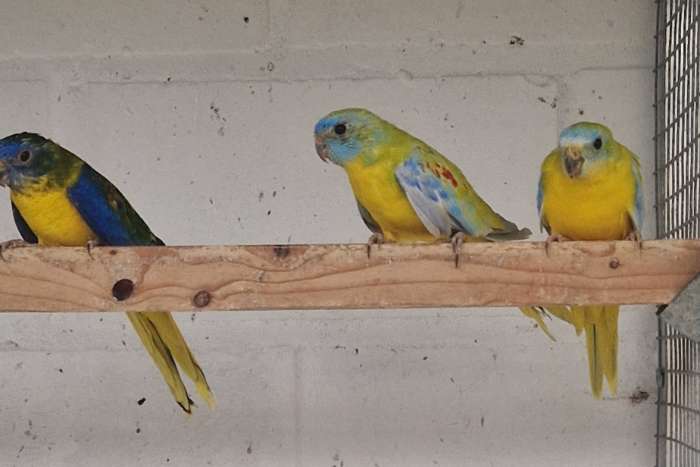 kweekrijpe turquoisine 2025