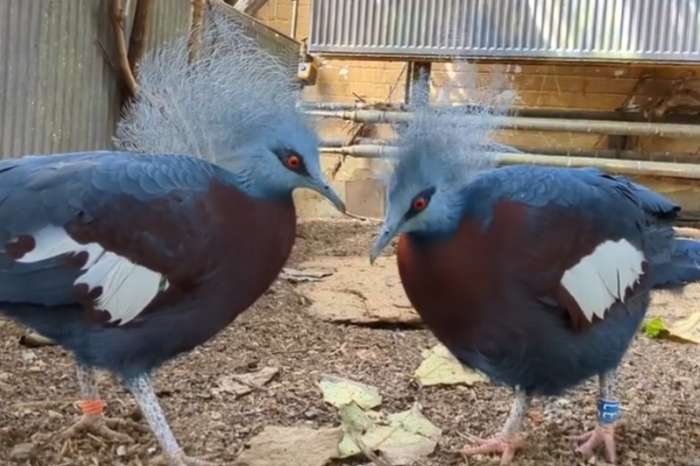 sclater's crowned pigeon (goura sclaterii)