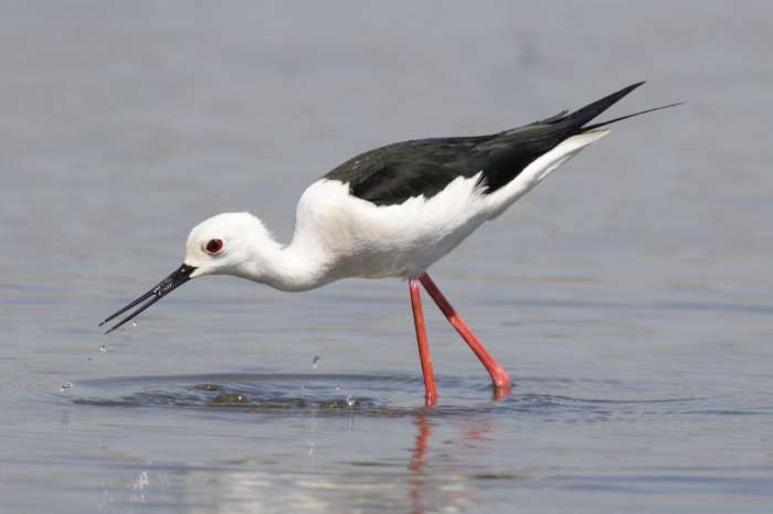 steltkluten europese & mexicaanse