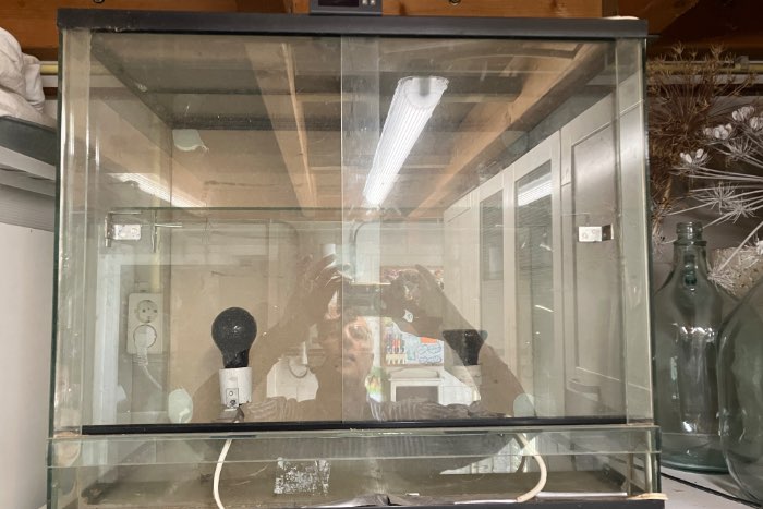 te koop fruitvliegjes kweekstation