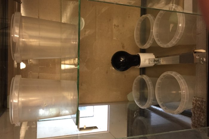 te koop fruitvliegjes kweekstation