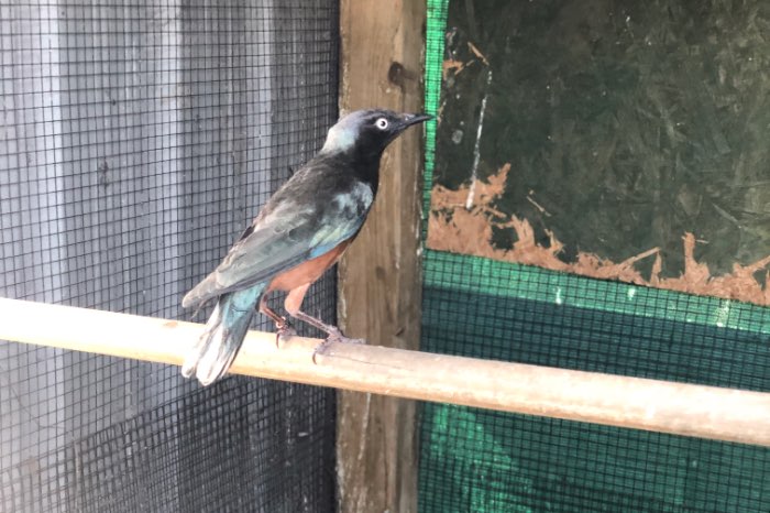 roodbuik glansspreeuwen 2022 lamprotornis pulcher