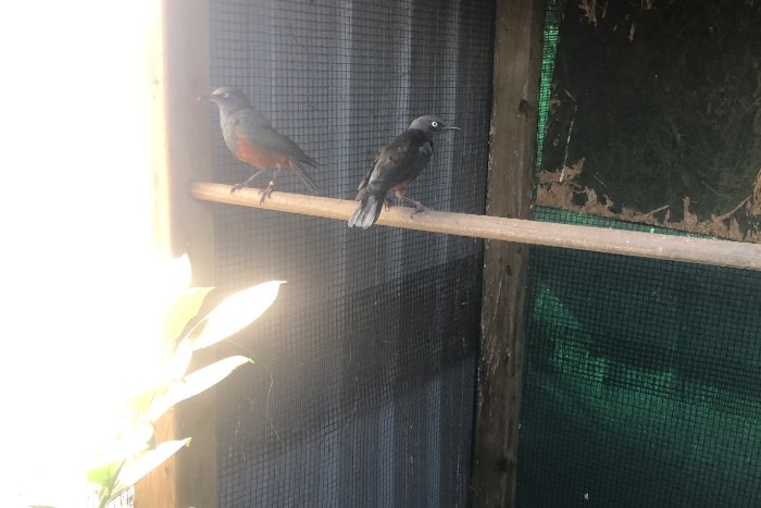 roodbuik glansspreeuwen 2022 lamprotornis pulcher